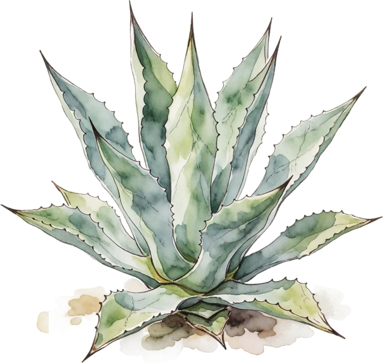 Botanical illustration of Agave (Century Plant)