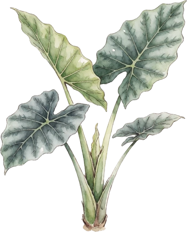 Botanical illustration of Alocasia (Elephant Ear)