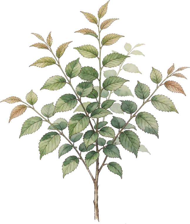 Botanical illustration of American Elm (Disease-Resistant)
