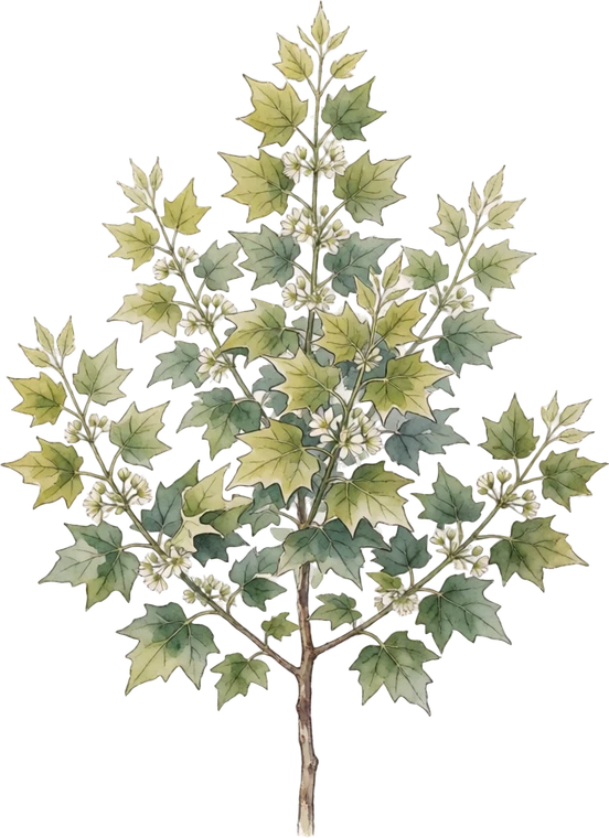 Botanical illustration of American Sycamore