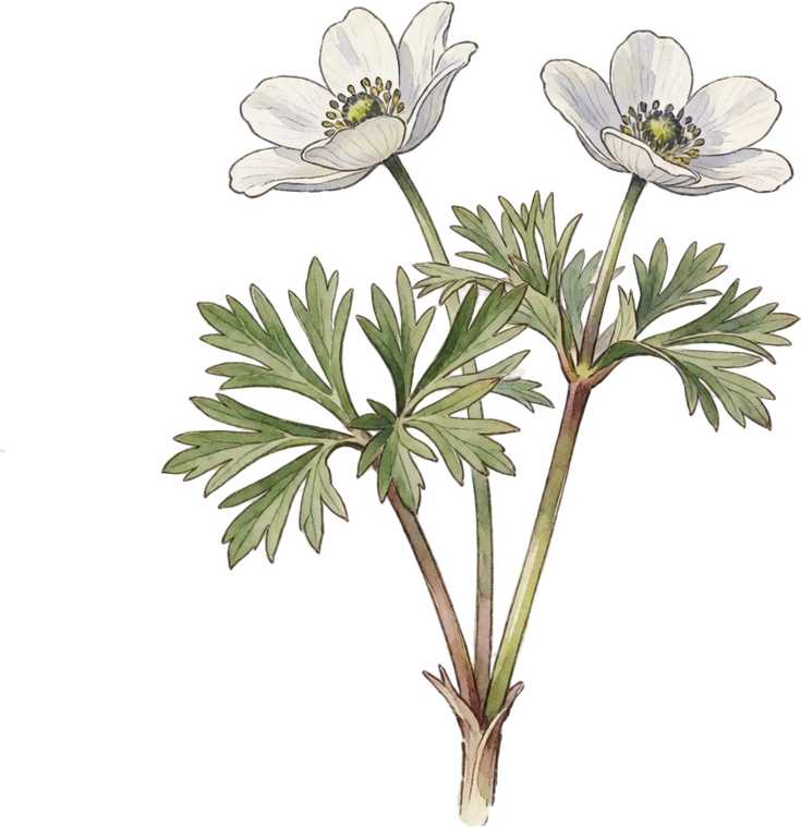 Botanical illustration of Windflower (Anemone)