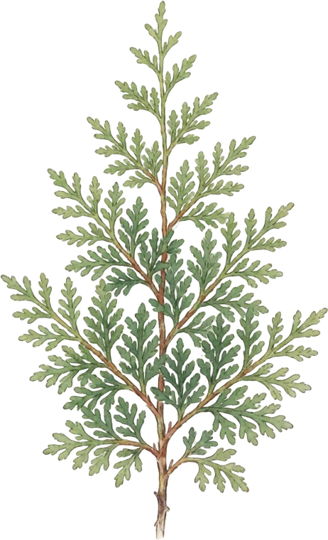 Botanical illustration of Arborvitae