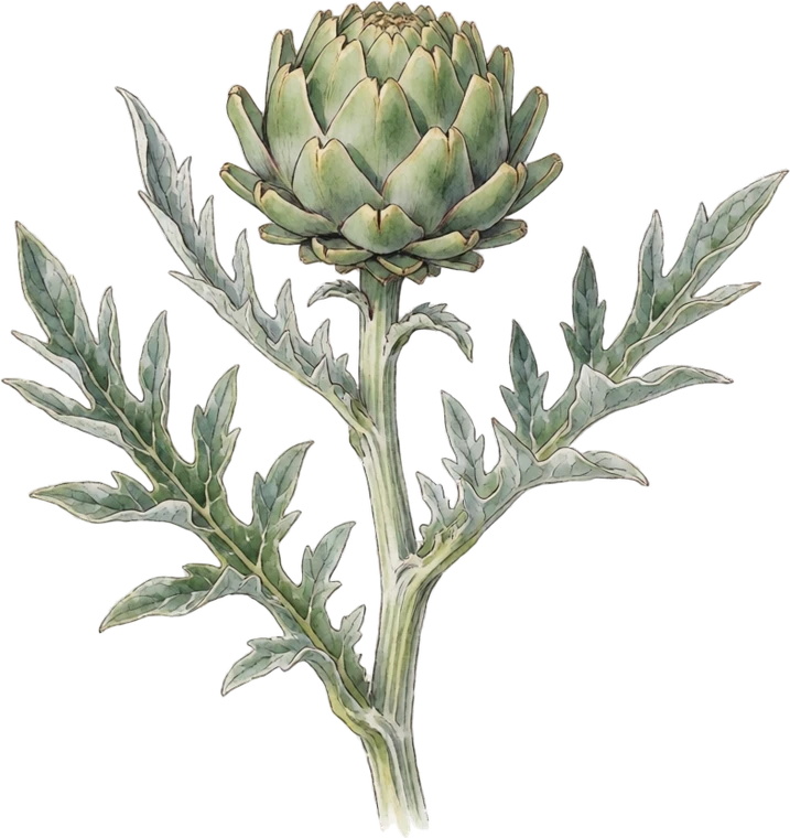 Botanical illustration of Globe Artichoke