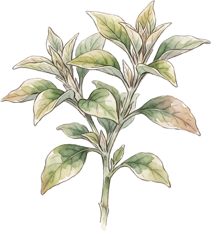 Botanical illustration of Ashwagandha