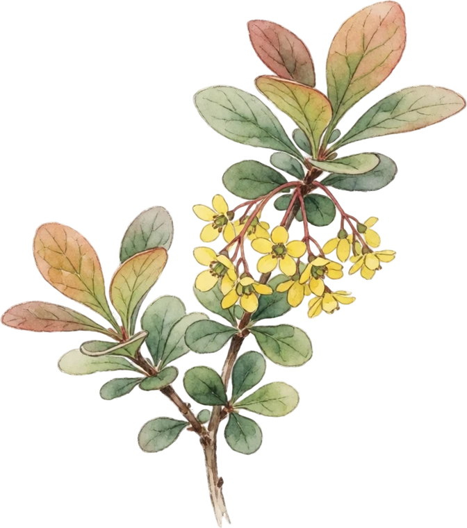 Botanical illustration of Japanese Barberry