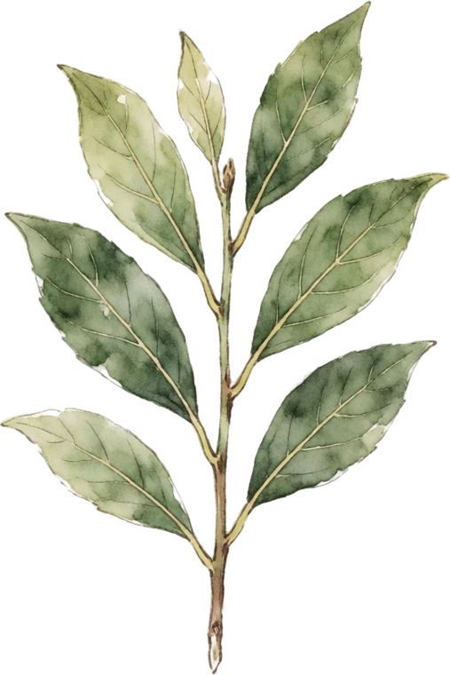 Botanical illustration of Bay Laurel