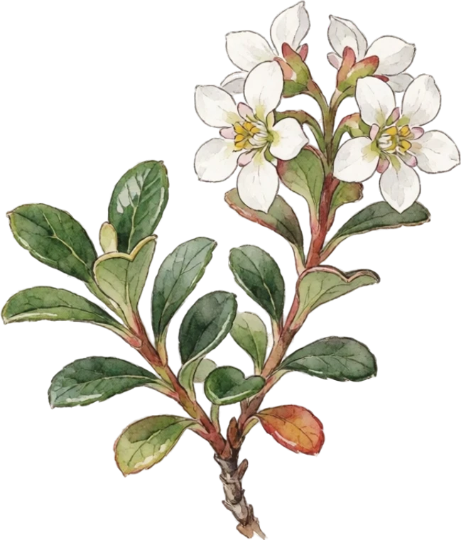 Botanical illustration of Bearberry (Kinnikinnick)