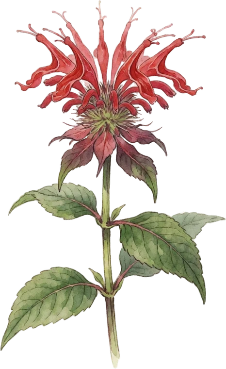 Botanical illustration of Bee Balm