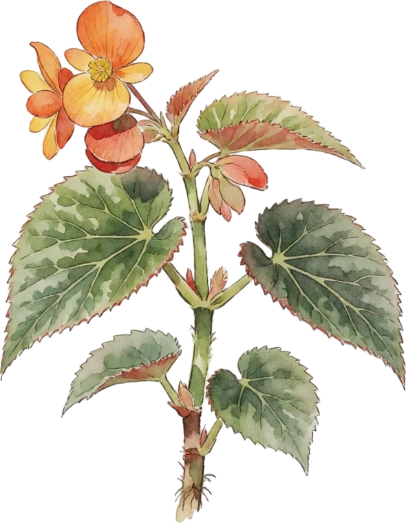 Botanical illustration of Begonia