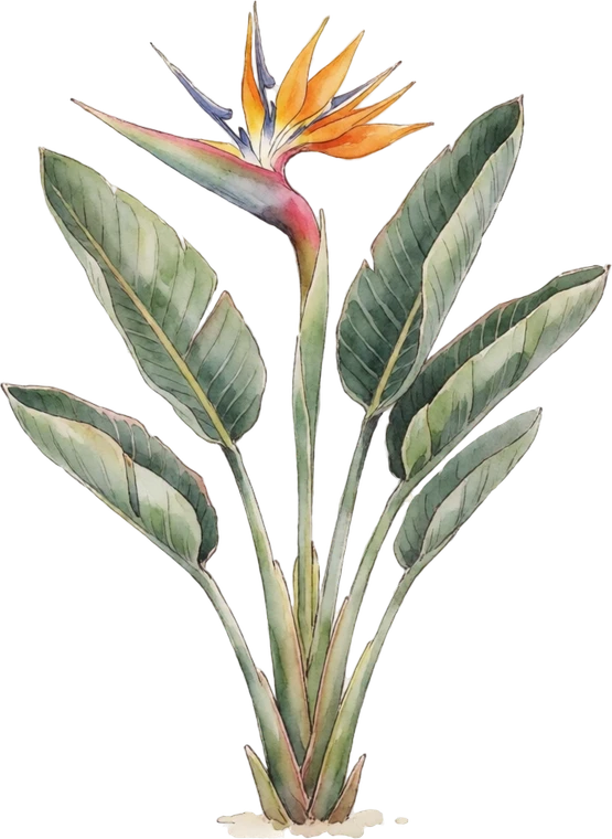 Botanical illustration of Bird of Paradise