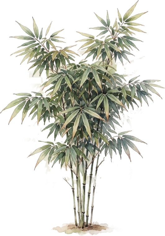 Botanical illustration of Bamboo