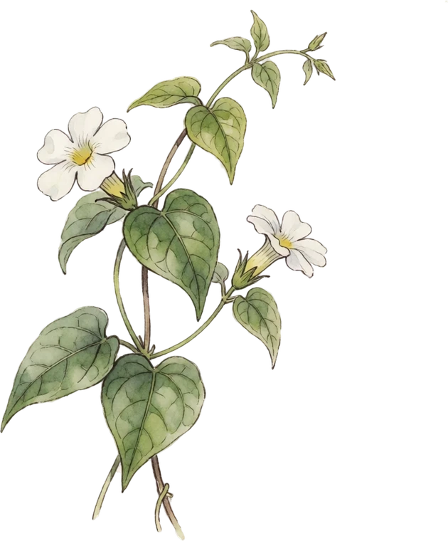 Botanical illustration of Black-Eyed Susan Vine