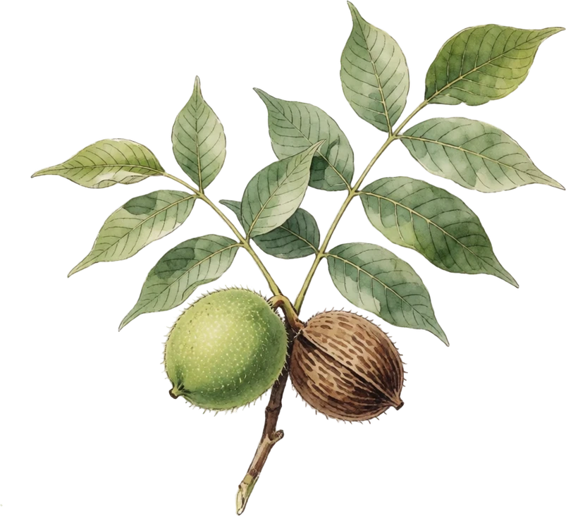 Botanical illustration of Walnut