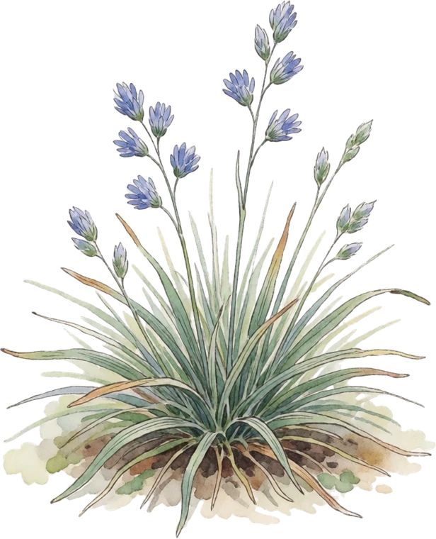 Botanical illustration of Blue Fescue