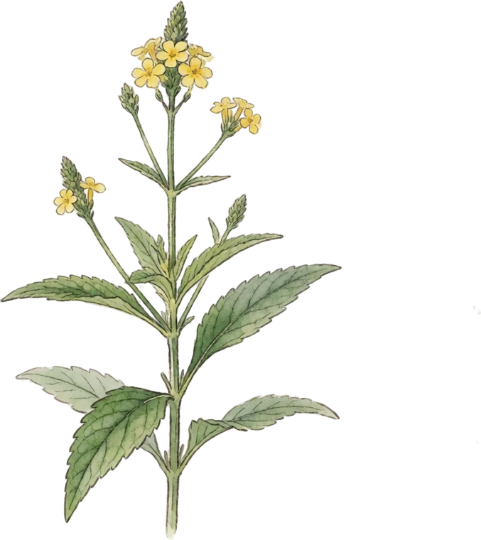 Botanical illustration of Blue Vervain