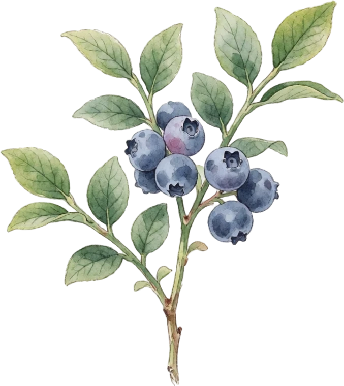 Botanical illustration of Blueberry
