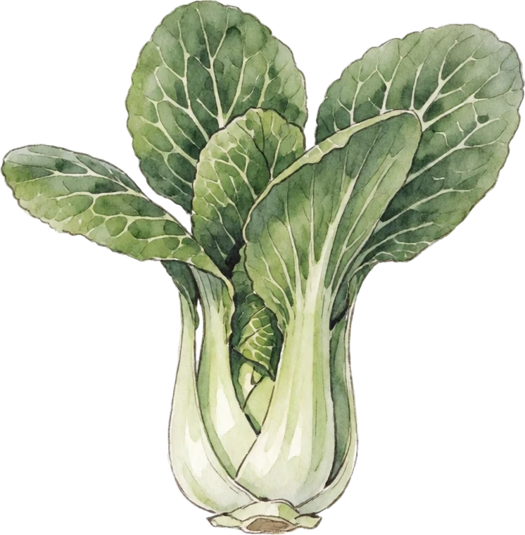 Botanical illustration of Bok Choy