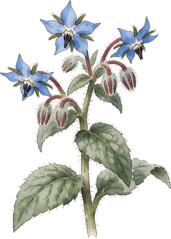 Botanical illustration of Borage