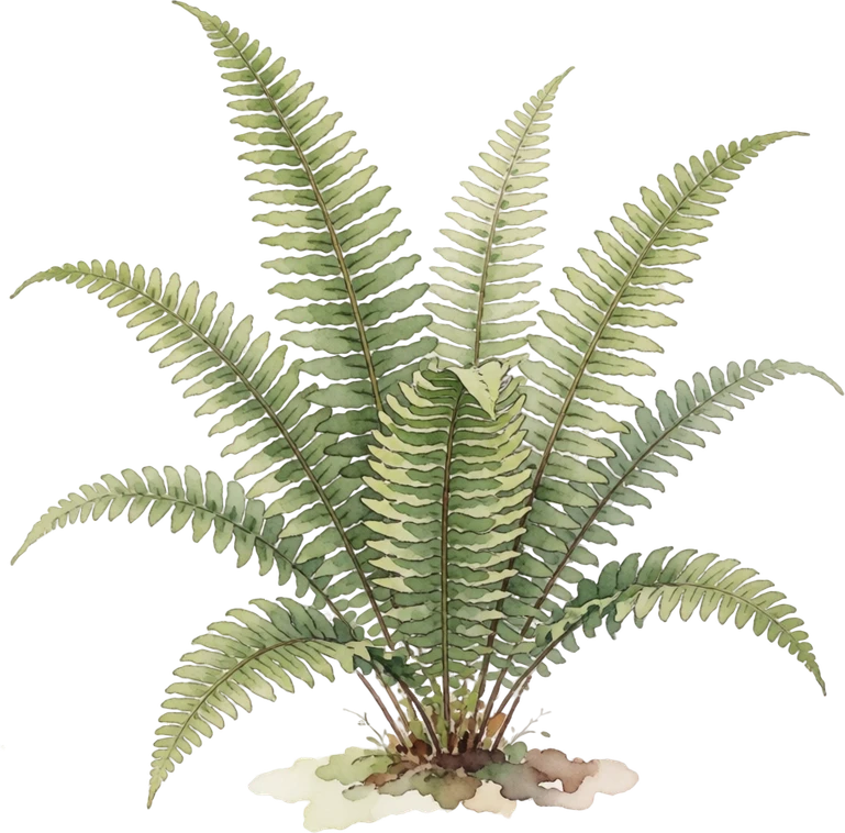 Botanical illustration of Boston Fern