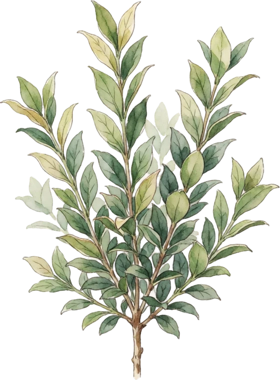 Botanical illustration of Boxwood