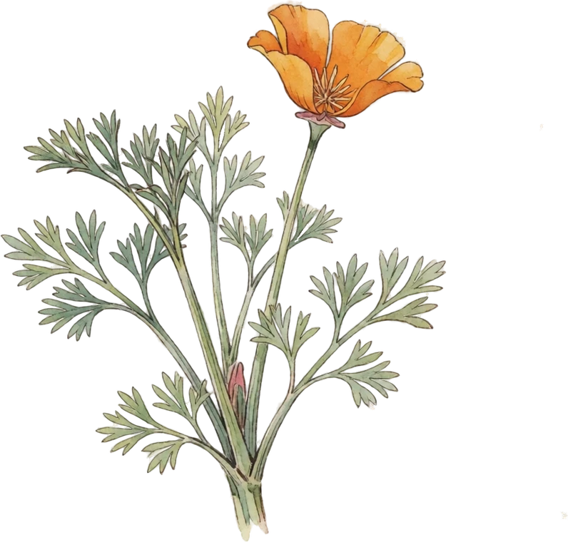Botanical illustration of California Poppy