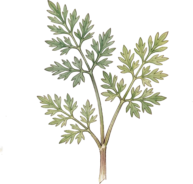 Botanical illustration of Caraway
