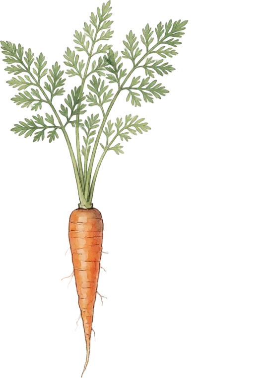 Botanical illustration of Carrot