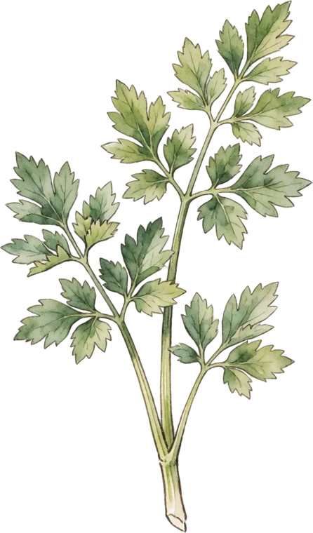 Botanical illustration of Celery