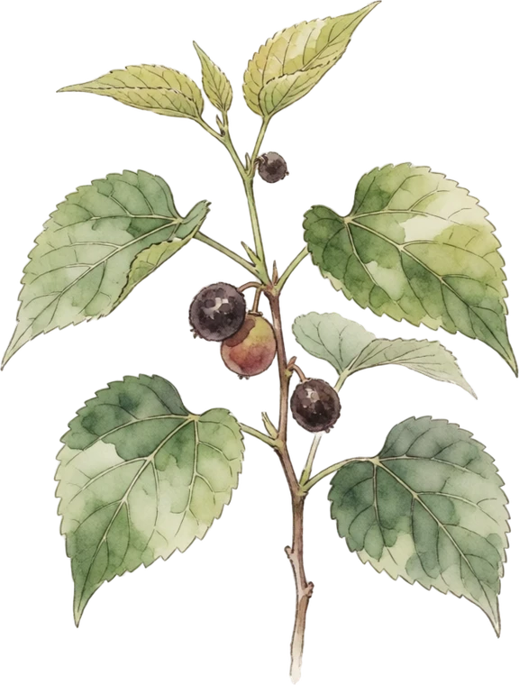 Botanical illustration of Che (Chinese Mulberry)