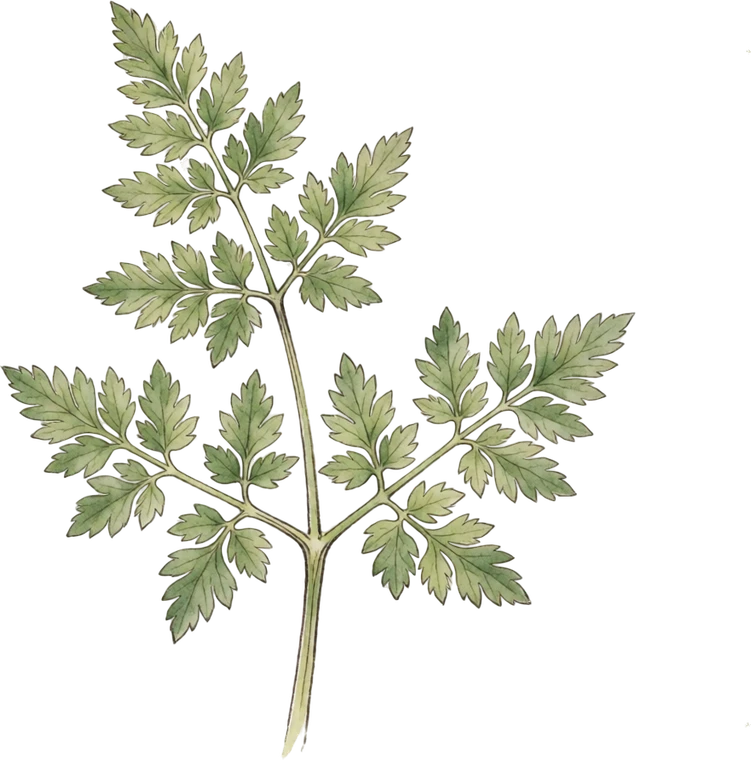 Botanical illustration of Chervil