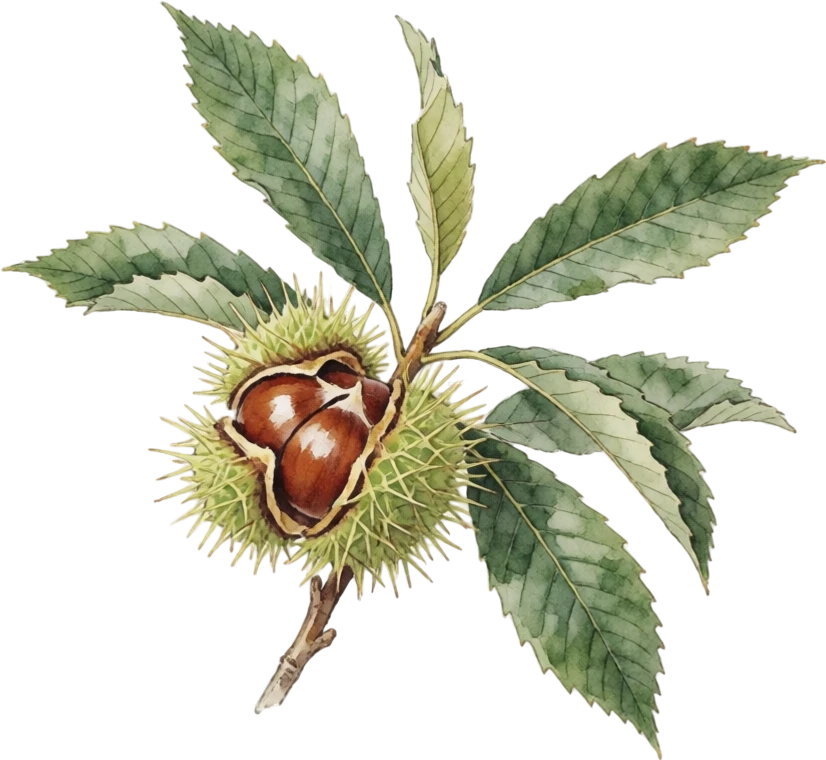 Botanical illustration of Chestnut