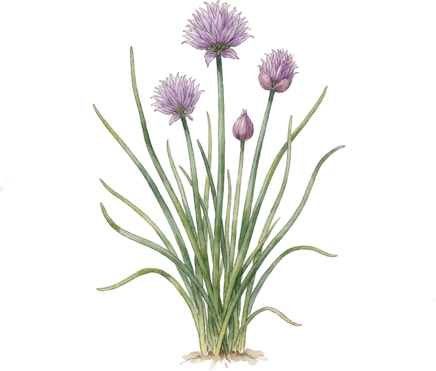 Botanical illustration of Chives