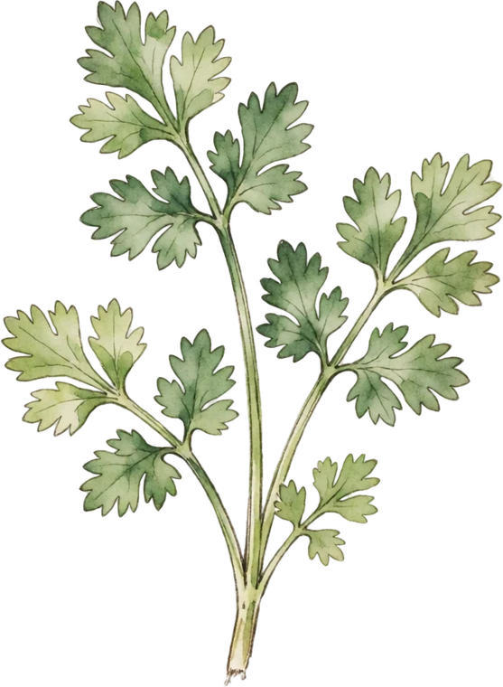 Botanical illustration of Cilantro / Coriander