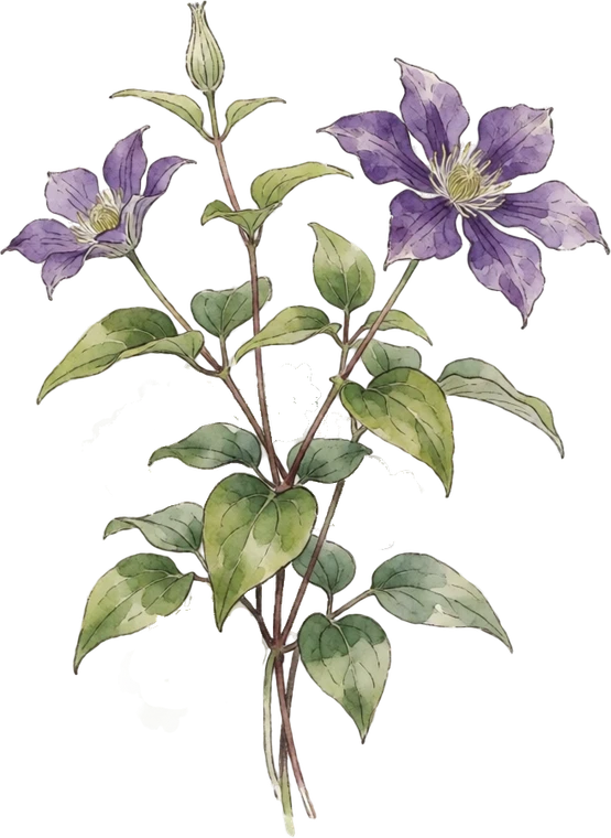 Botanical illustration of Clematis