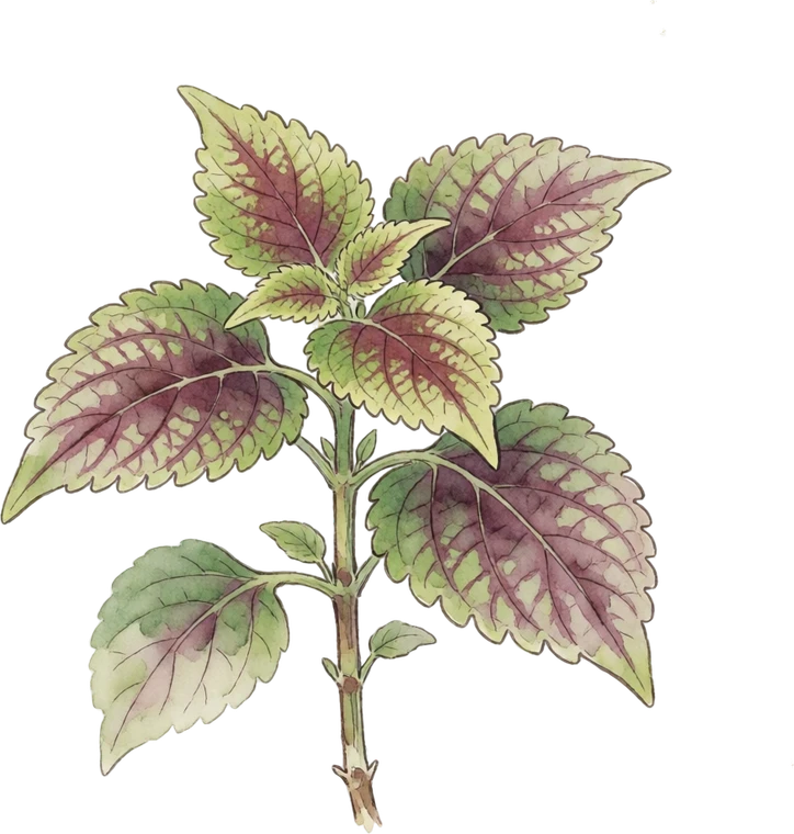 Botanical illustration of Coleus