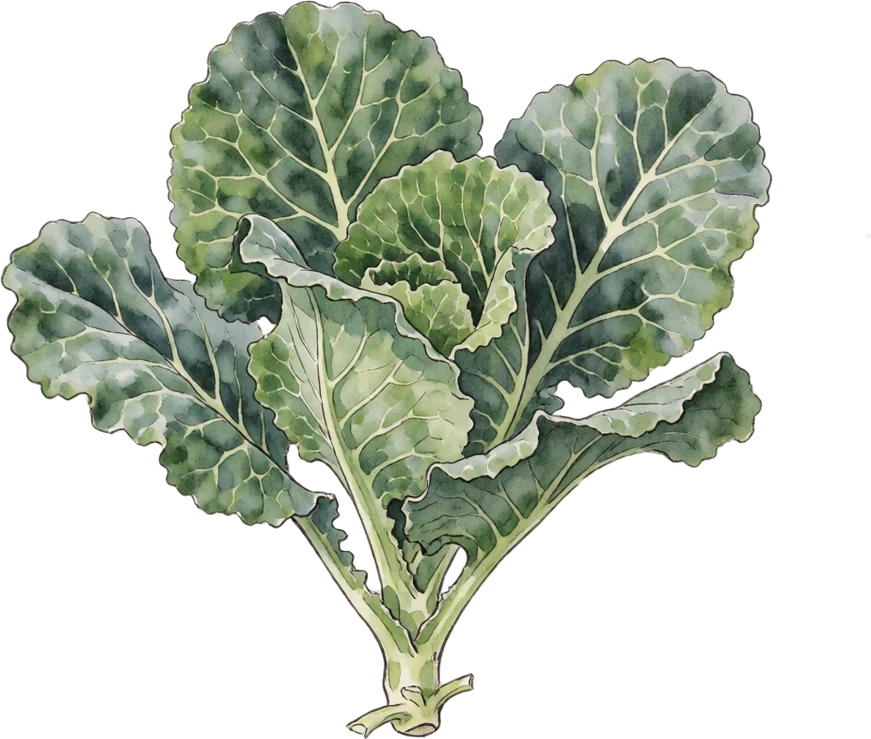 Botanical illustration of Collard Greens