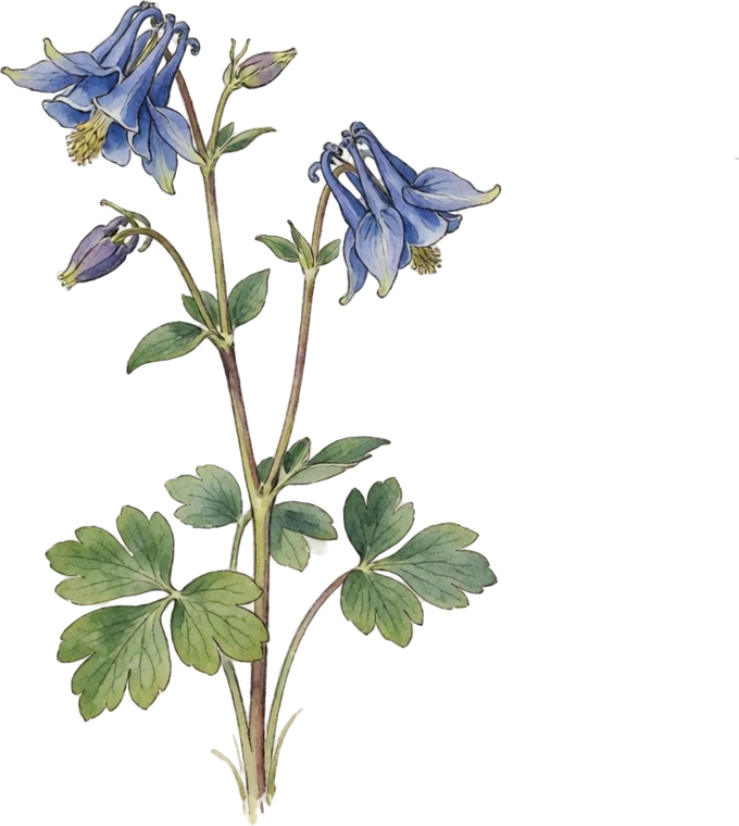 Botanical illustration of Columbine