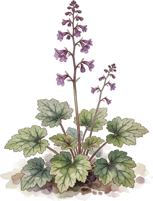 Botanical illustration of Coral Bells (Heuchera)