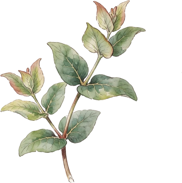 Botanical illustration of Coral Honeysuckle