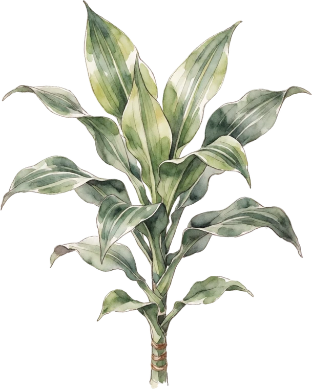 Botanical illustration of Corn Plant