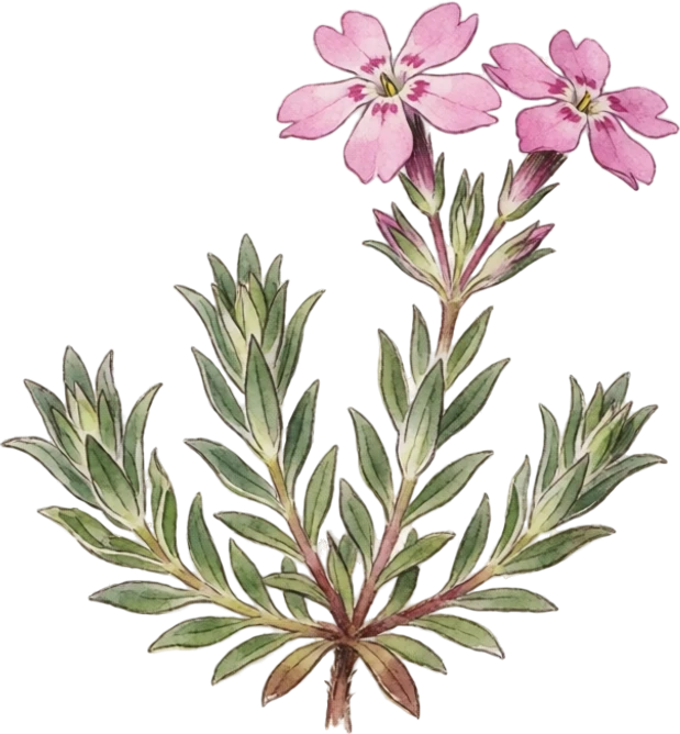 Botanical illustration of Creeping Phlox (Moss Phlox)