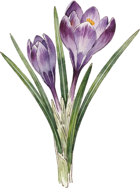 Botanical illustration of Crocus