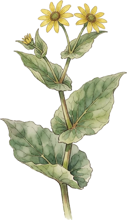 Botanical illustration of Cup Plant