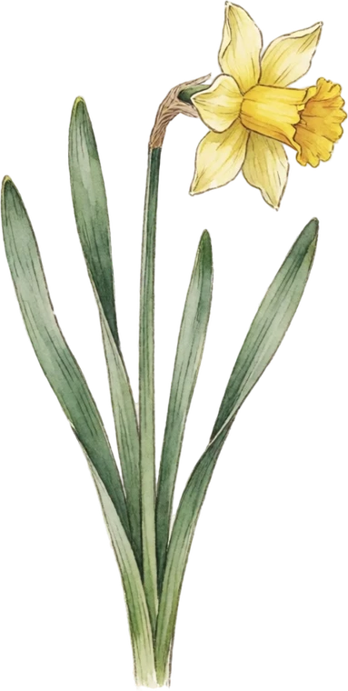 Botanical illustration of Daffodil