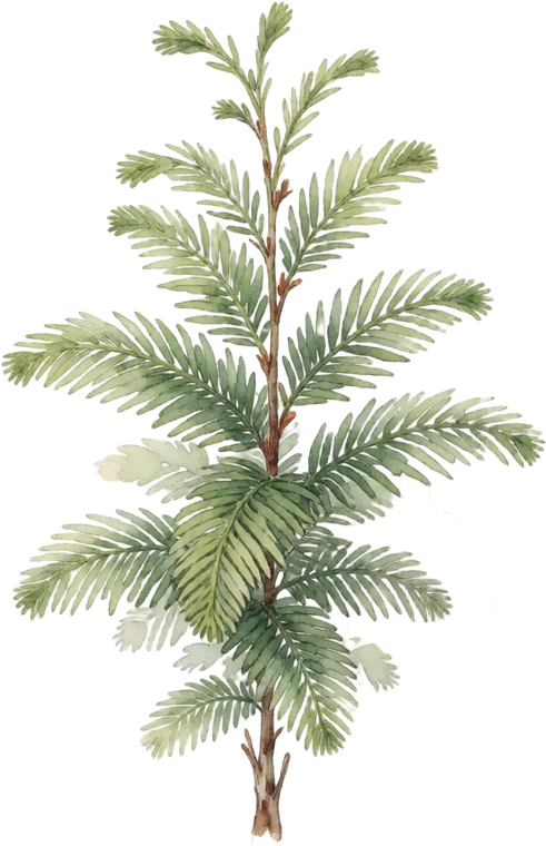 Botanical illustration of Dawn Redwood