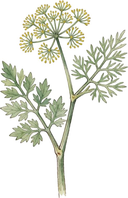 Botanical illustration of Dill
