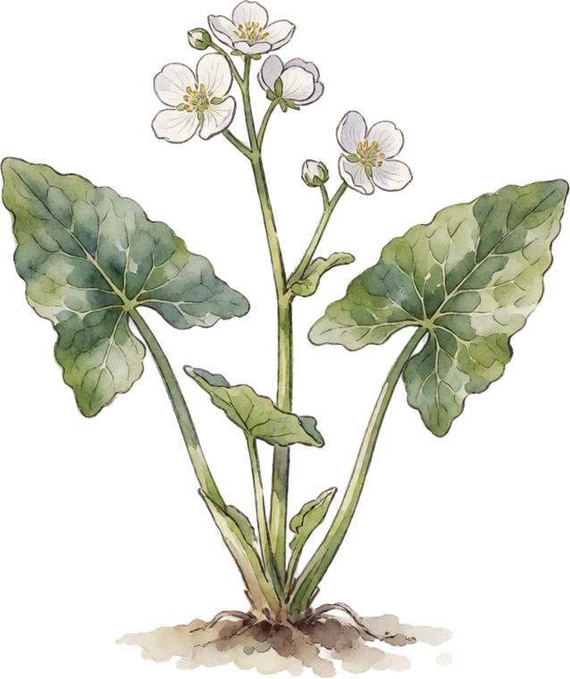 Botanical illustration of Duck Potato (Wapato)