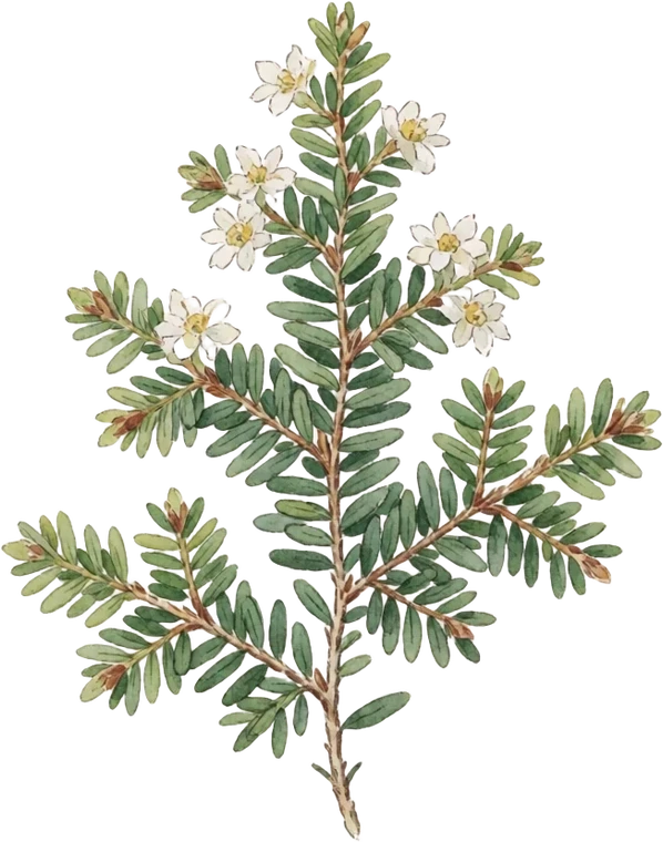 Botanical illustration of Eastern Hemlock
