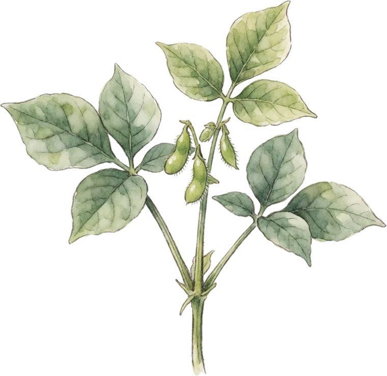 Botanical illustration of Edamame (Soybean)