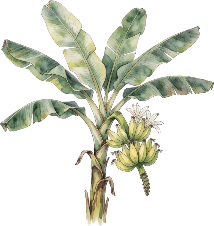 Botanical illustration of Banana (Edible)